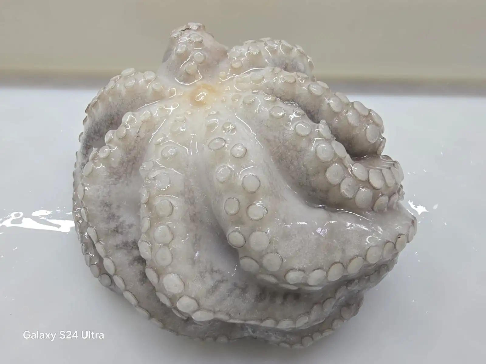 Premium Frozen Octopus Vulgaris GGI Factory